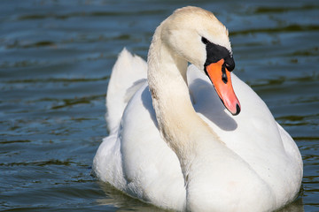 Cygne