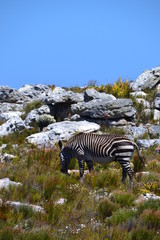 Fototapeta na wymiar Mountain Zebra