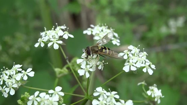 Syrphe butinant une fleur blanche.