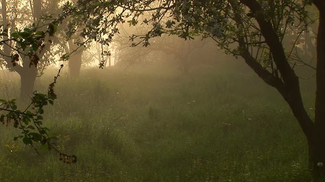 Misty morning in the woods. Still and quiet!
