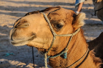 Dromedary Camel in sahara desert, Tunisia, Africa