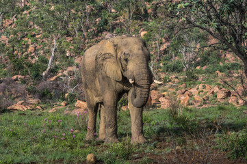 Fototapeta premium Elephant in the wild at the Welgevonden Game Reserve in South Africa