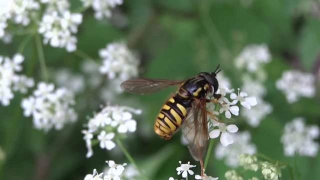 Syrphe butinant une fleur blanche.