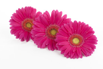close up image of three pink daisies