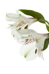 Obraz premium two lily flower.