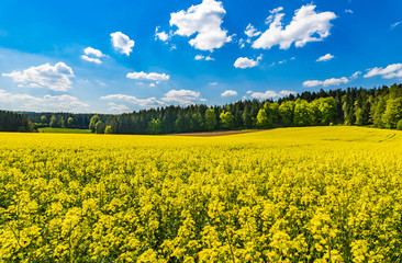 Obraz premium Raps Feld Landschaft