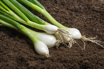fresh onions  in the garden