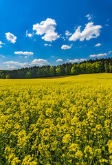 Obraz premium Raps Feld Gelb Rapsblüte Pflanze Acker