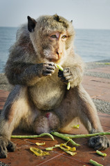 The monkey eating beans