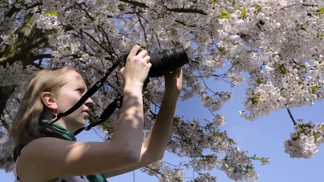 Young woman videographer taking shooting video footage DLSR camera with blossom sakura tree sun