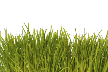 Fototapeta na wymiar Green grass on a white background below..