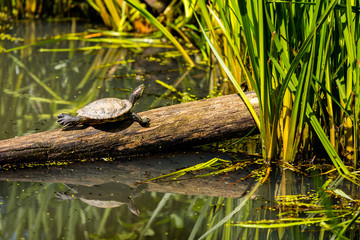 Fototapeta premium Schildkröte 