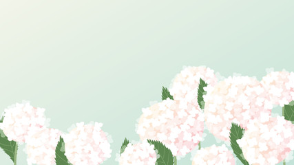 Pink hydrangea flowers bush