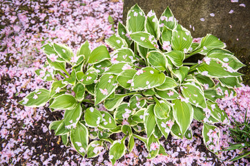 Hosta in Spring Covered in Petals