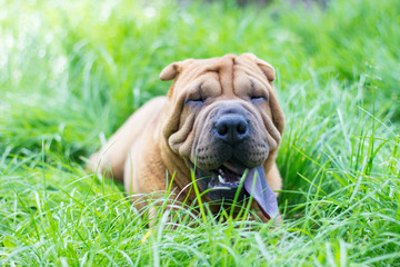 Puppy Sharpei 