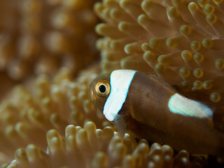 Close-up Anemone fish