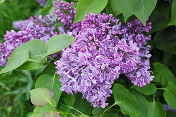 Flowers lilac