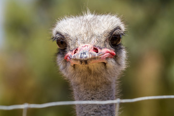 The head of an ostrich, close-up