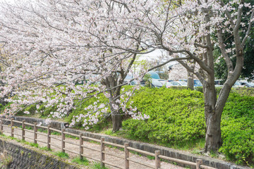 Cherry blossoms of Kadoike Park