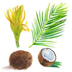 set of coconuts with flower and leaf on a white background, watercolor painting