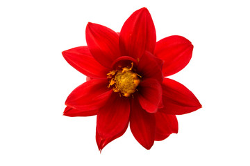 Red dahlia isolated