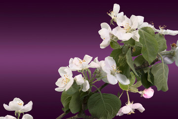 branch of Apple blossoms on the cherry background