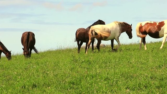Chevaux pyr&eacute;n&eacute;ens