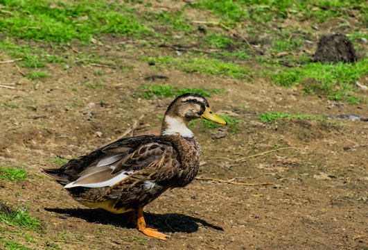 Domestic ducks