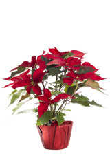 red leafed poinsettia