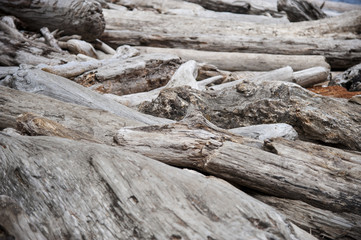 Fototapeta na wymiar Pile of driftwood