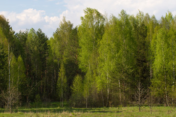 Birch grove on border with Belarus and Russia. Located in Ukraine, Sumy region, Polissya