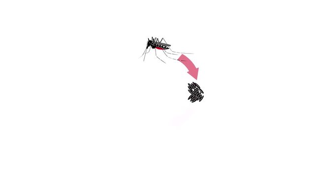 Simple motion graphics video of the life cycle of a mosquito