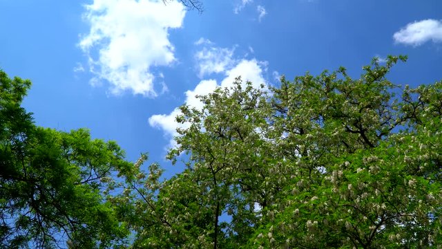 Blue sky with clouds. It can be seen flowering acacia tree