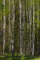 Birch grove on the border with Belarus and Russia. Located in Ukraine, Sumy region, Polissya