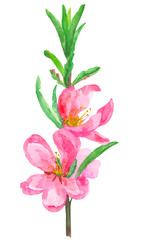 blossoming almond branch on a white background, watercolor illustration