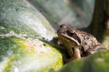 Little frog sitting on a green pumpkin
