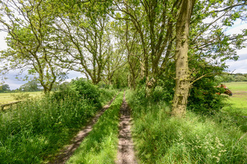 old track between trees and fields