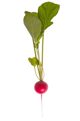 Plant red radish