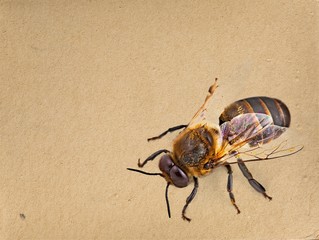 Bee.