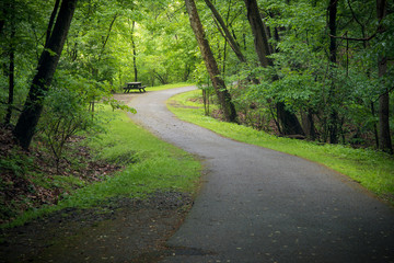 Fototapeta na wymiar curved road in the forest