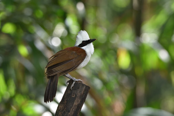 White-crested Laughingthrush