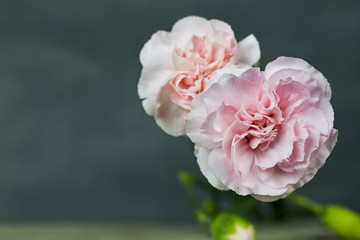 Carnations