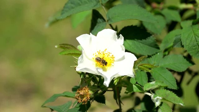 Bee crawls among stamens blooming rose hips