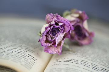 Rose and Book