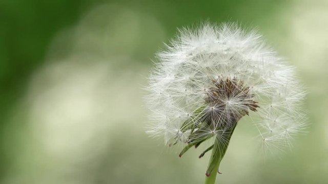 dandelion rotate in the nature