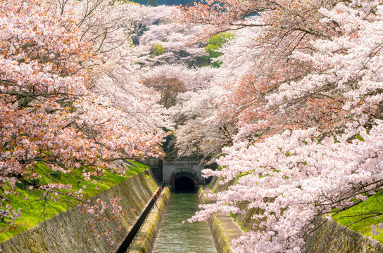 琵琶湖疏水　桜