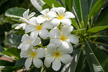 Fototapeta premium plumeria white