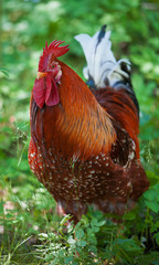 Bright colored cock in grass