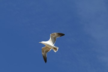Obraz premium Mouette en plein vol sous un ciel bleu