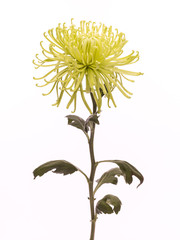 aster green spider mum isolated on white background